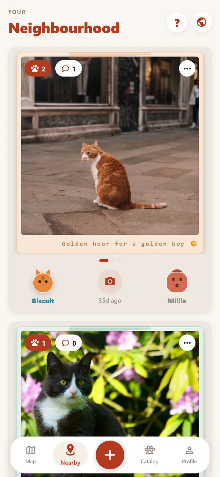 The Nearby feed: a photo of a ginger and white cat sitting on paving stones, captioned “Golden hour for a golden boy”, with two paws and one comment.
